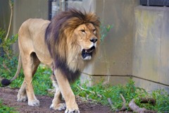 ライオン　動物の瞳AFが効いた