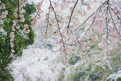 春なのか冬なのか桜なのか？？
