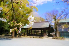 春きた