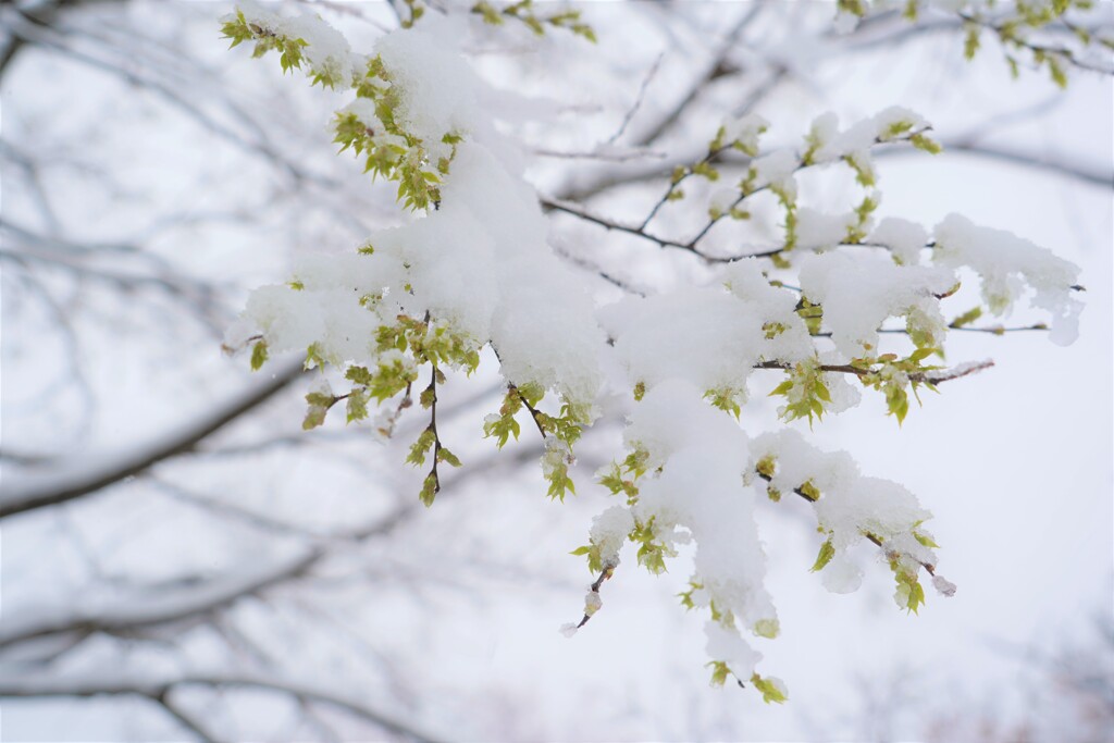 春なのか冬なのか桜なのか？？