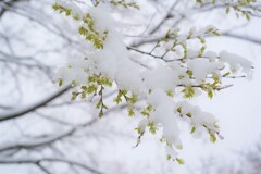 春なのか冬なのか桜なのか？？