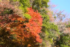 養老渓谷の紅葉9