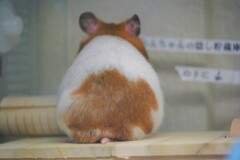 ハムケツ！