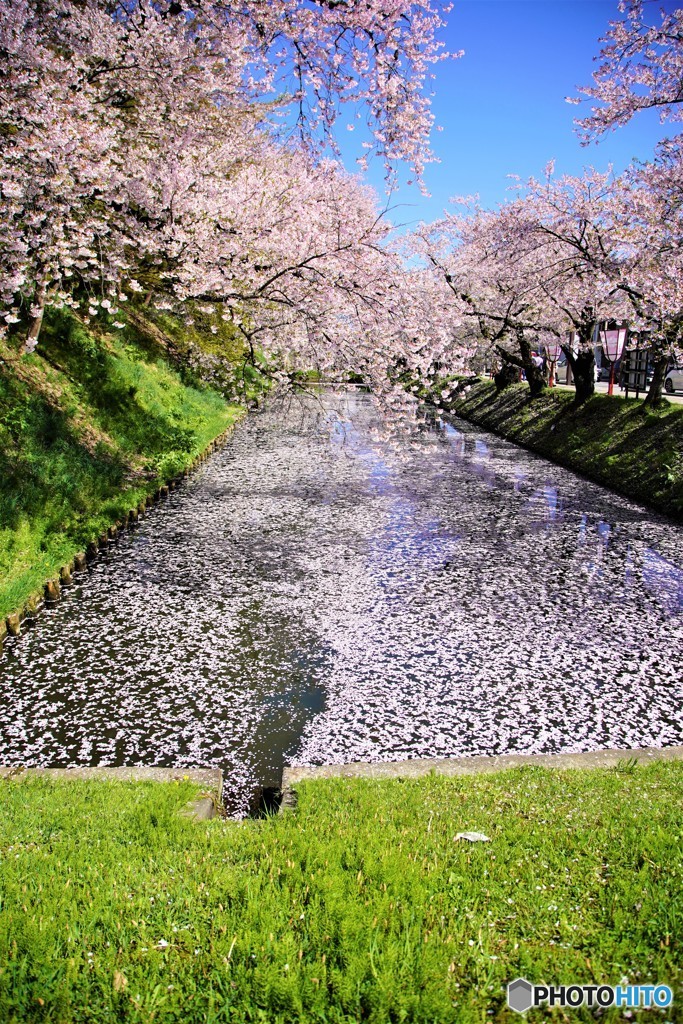弘前城　2019年　花筏
