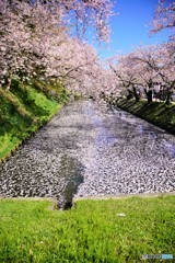 弘前城　2019年　花筏