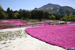 羊山公園　芝桜