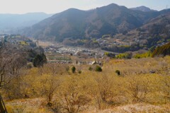 松田町のロウバイ祭り