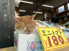 ねこ店長のめいちゃんは瞑想中