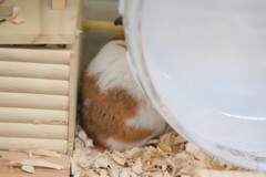 哀愁が。。。