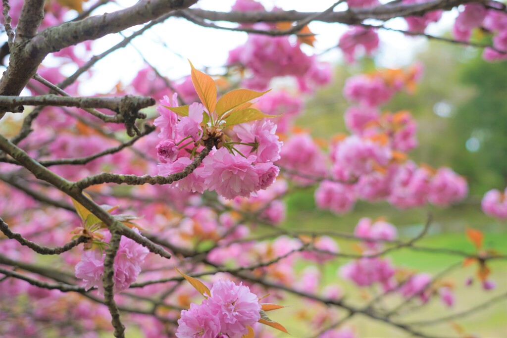 モコモコの桜