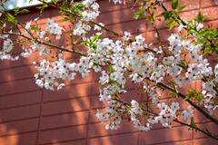 学校の桜