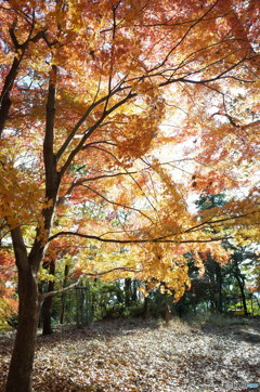 丹沢2017　紅葉