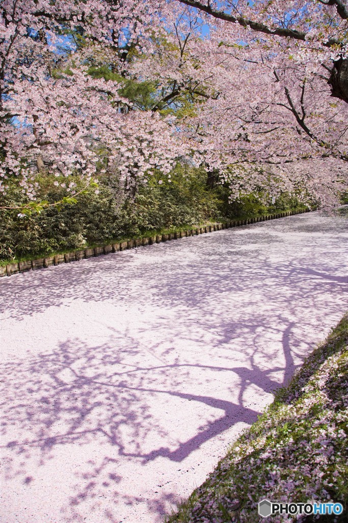 弘前城　花筏で二回目の桜の花が満開！