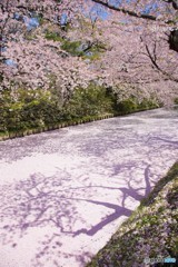 弘前城　花筏で二回目の桜の花が満開！