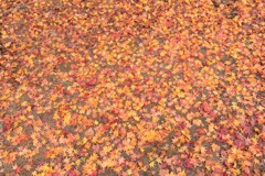 紅葉の落ち葉