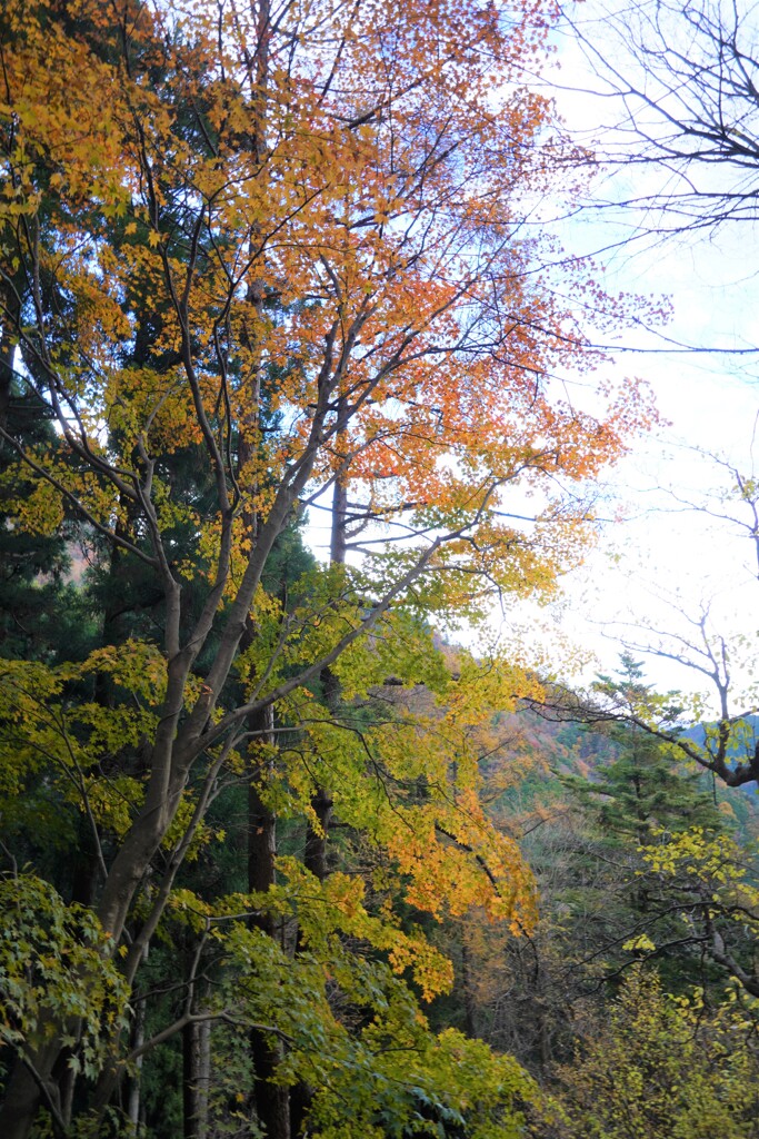 紅葉