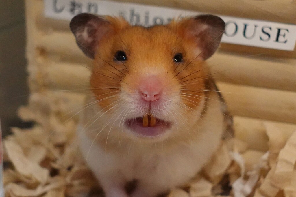 眠いでち