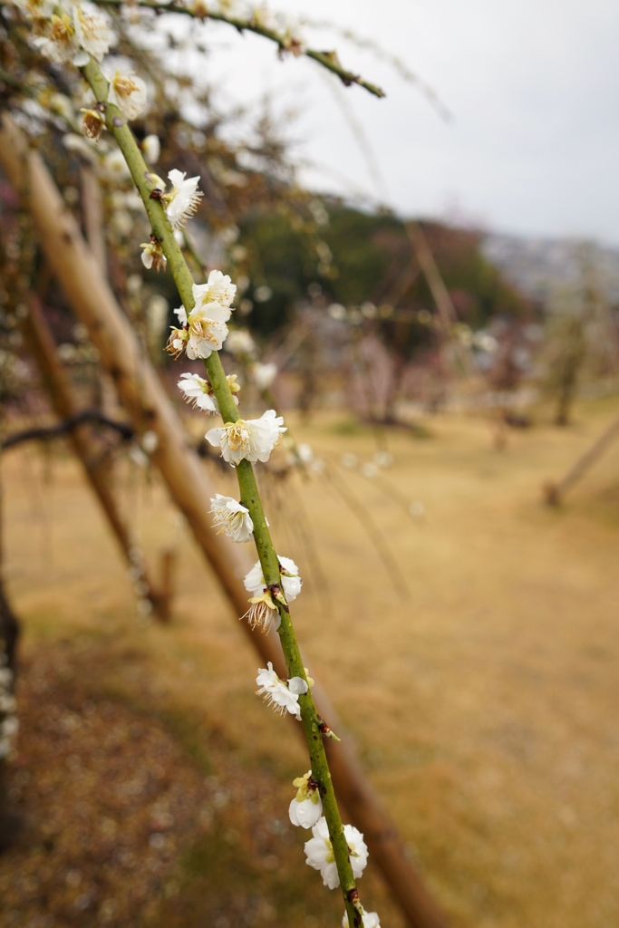 京都