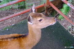 大山の鹿さん