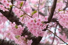 たくさん咲いたね