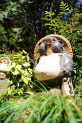 高尾山の狸