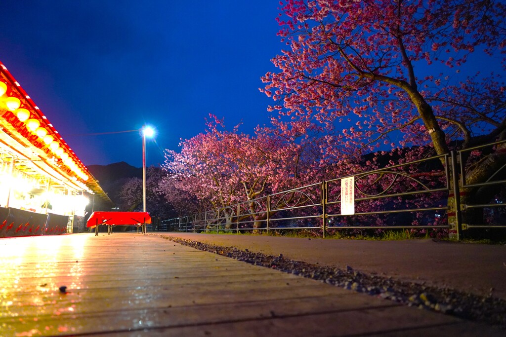 良い感じの桜