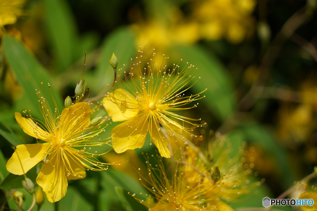 何の花だろう？？