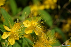 何の花だろう？？