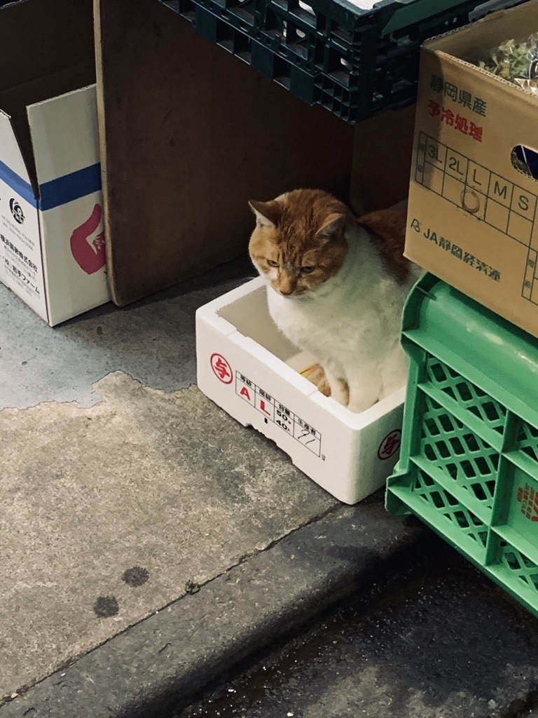 ねこ店長