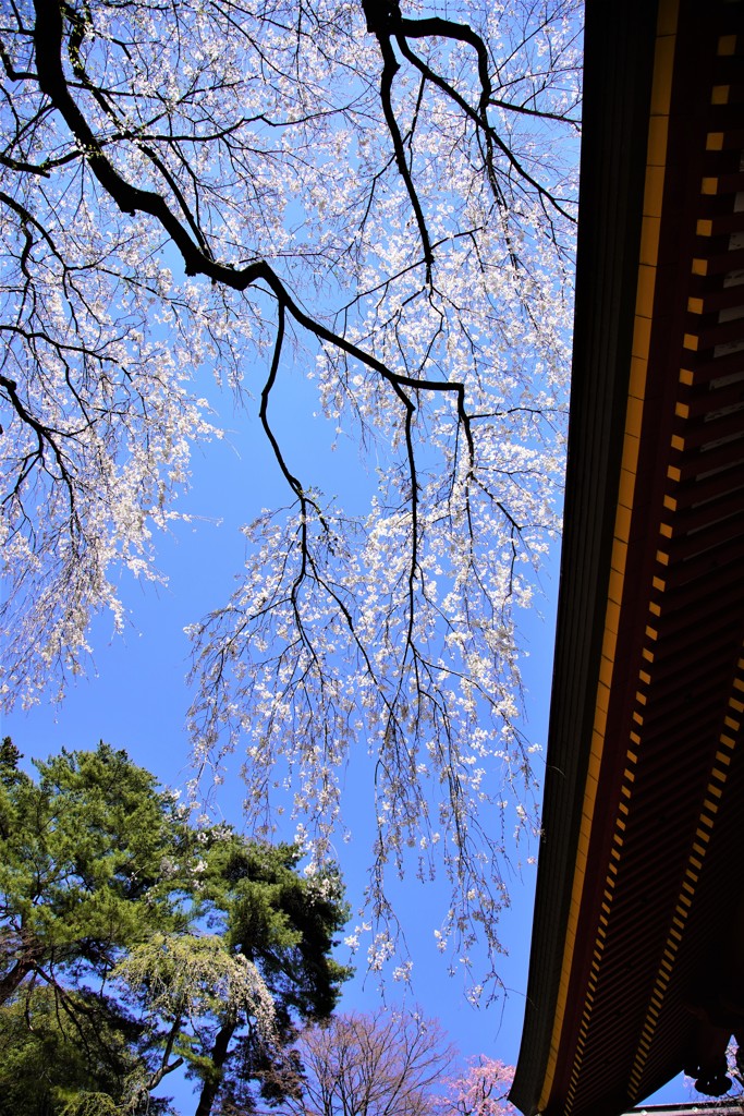 妙義山　2019