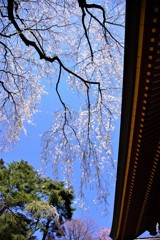 妙義山　2019