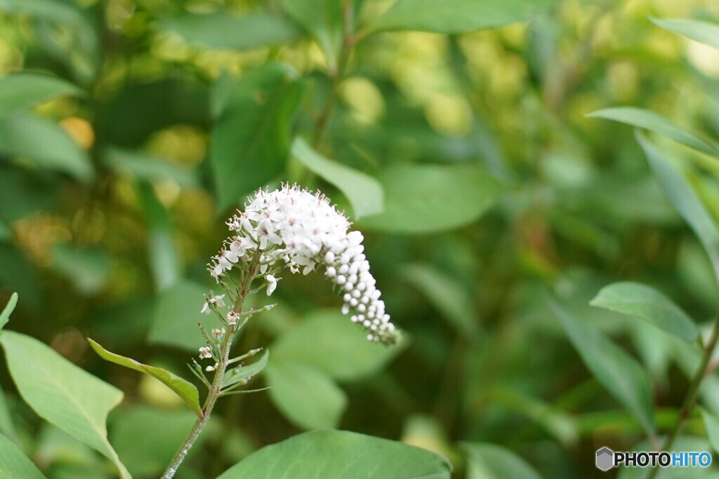 何の花かな？？