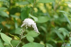 何の花かな？？