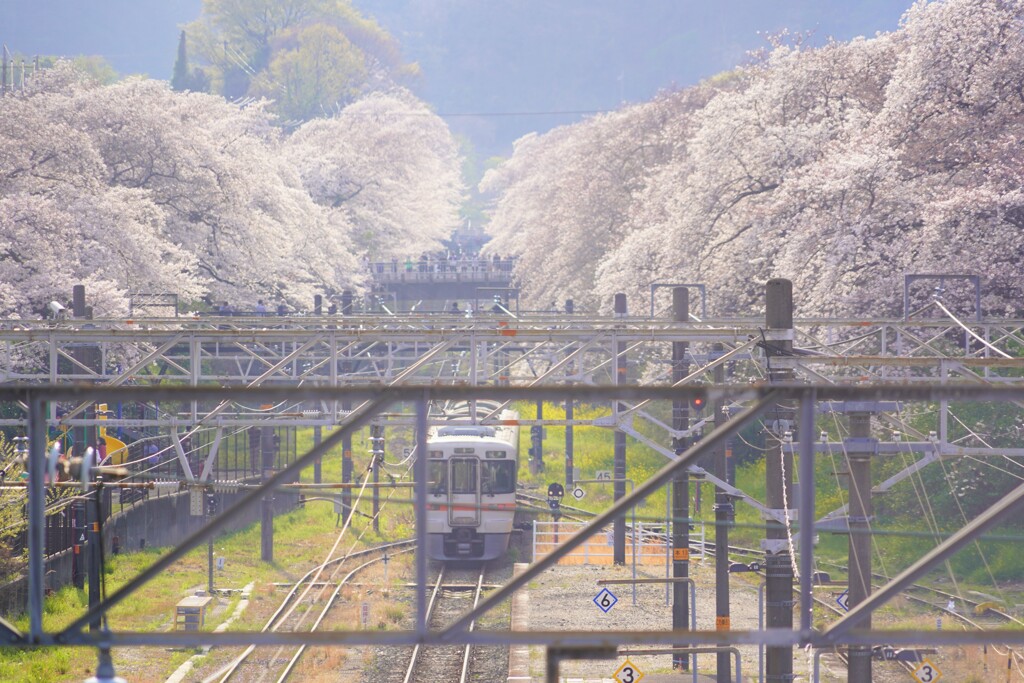 山北の桜