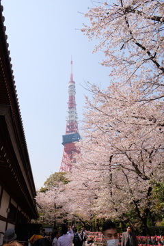 増上寺の桜 満開