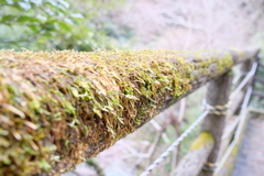 河津桜にて