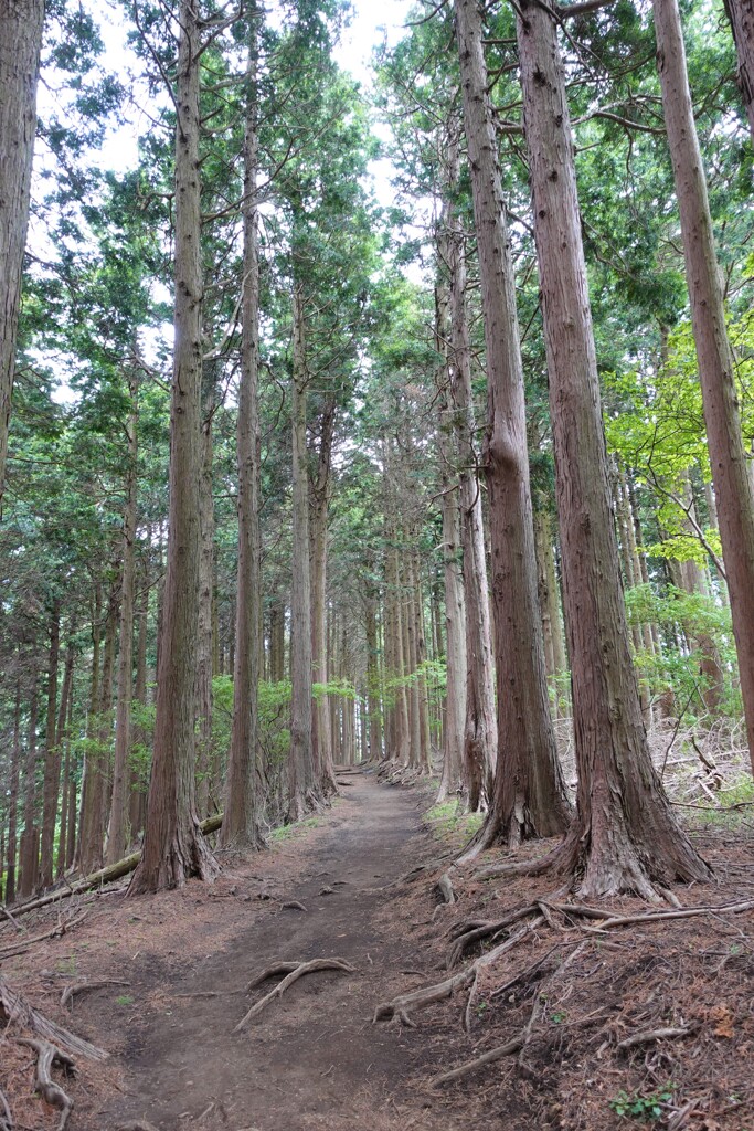 新緑の路
