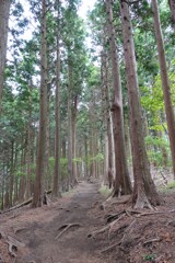 新緑の路