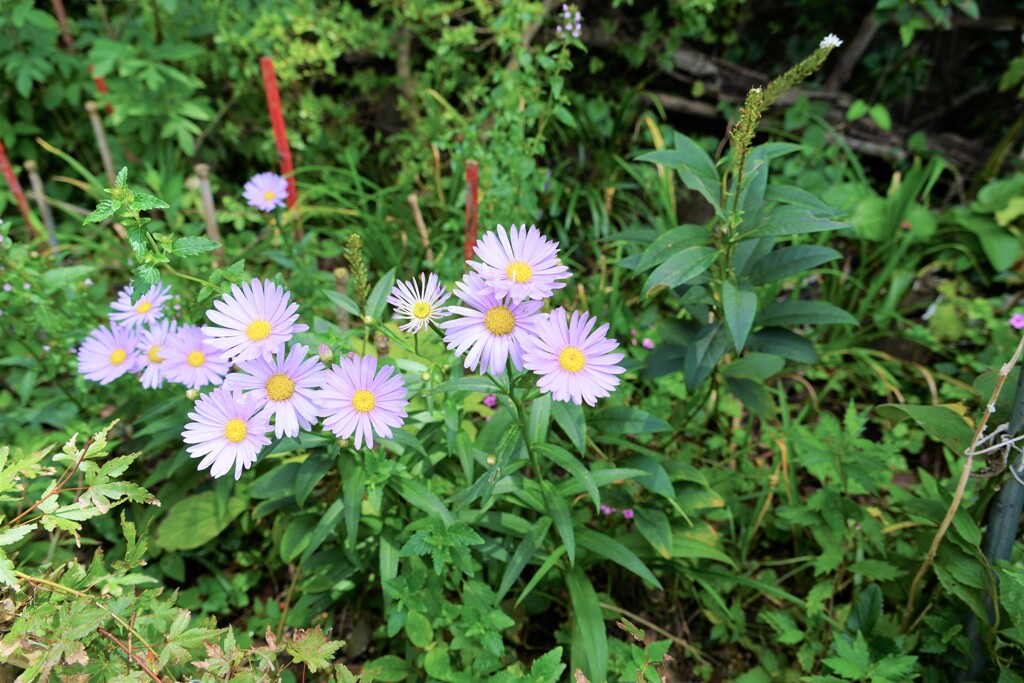 何の花？？