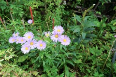 何の花？？