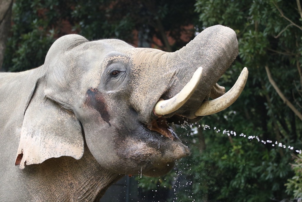 ゾウの水飲み
