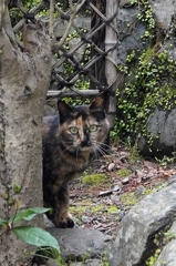 家政婦ねこはみた