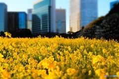 浜離宮恩賜庭園