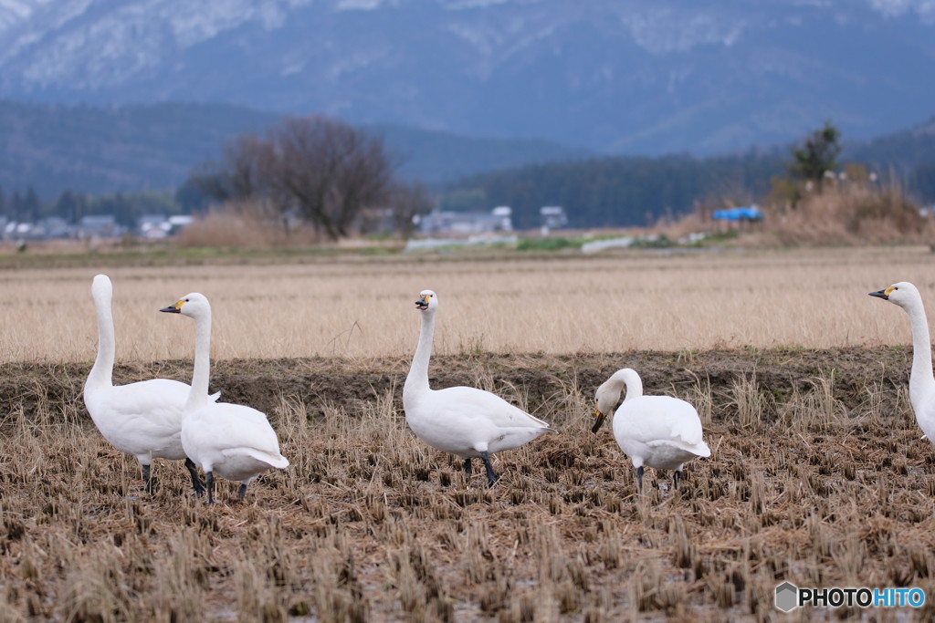 見張り番の白鳥　2019