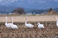 見張り番の白鳥　2019
