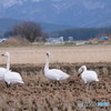 見張り番の白鳥　2019