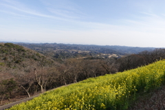 菜の花きれいだったです。