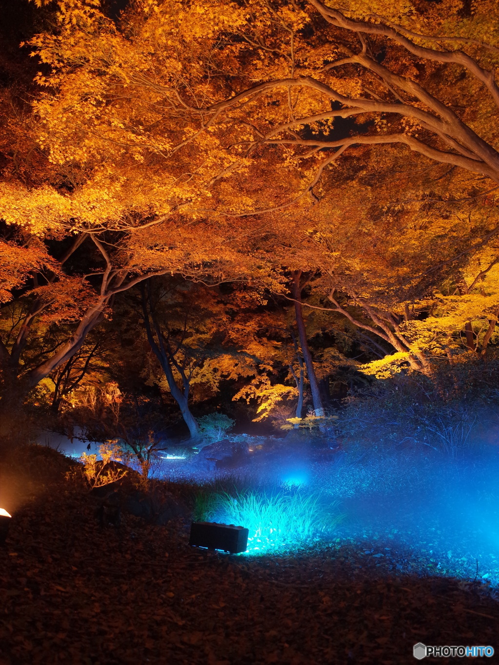 六義園　紅葉