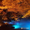 六義園　紅葉