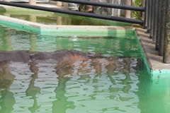 潜水中